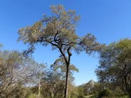 Quebracho colorado chaqueño